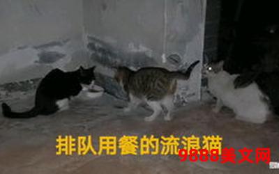 九命一喵txt(九命一喵：猫咪的命运之路)